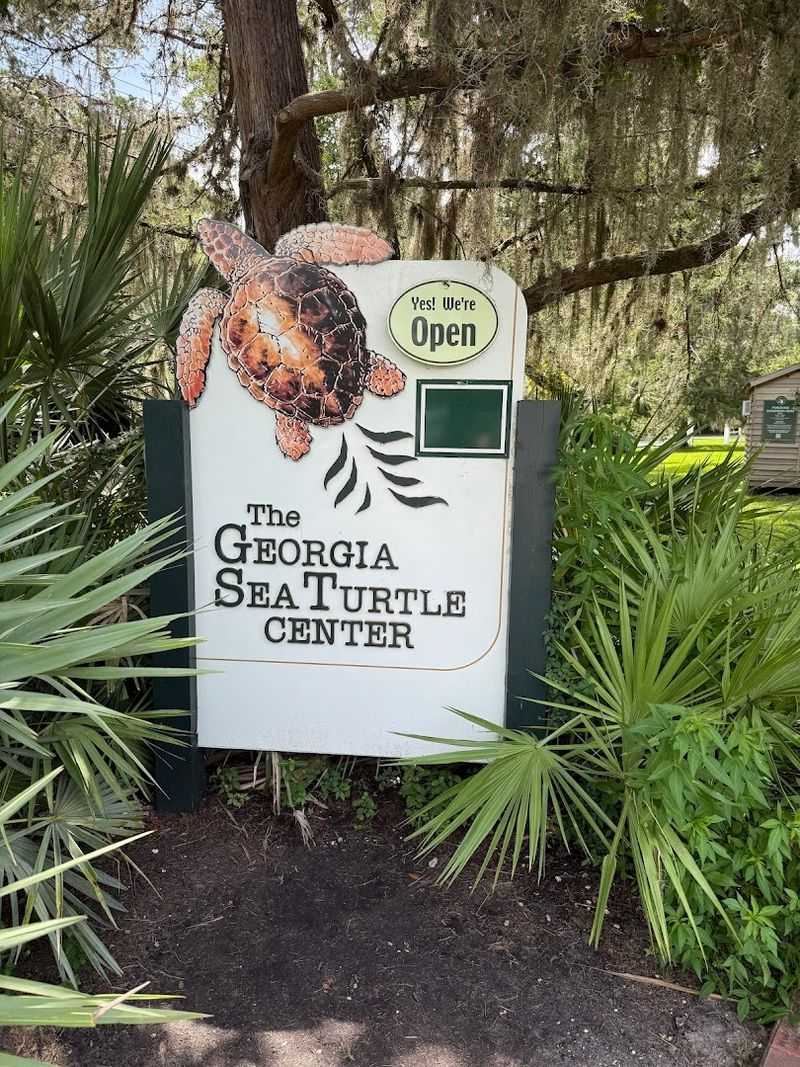 Georgia Sea Turtle Center Connection And Wildlife Awareness