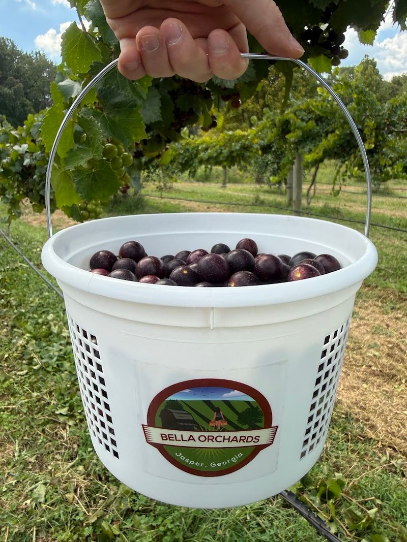 Bella Orchards