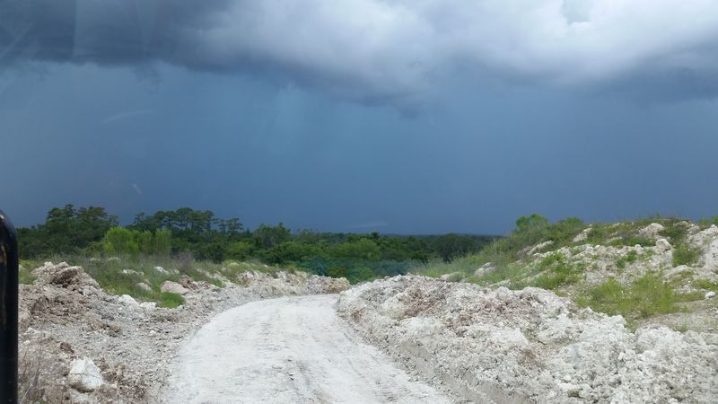 Croom Wildlife Management Area And Wild Florida