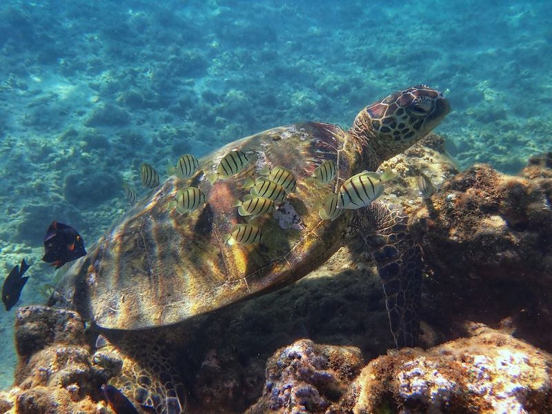 Anini Beach