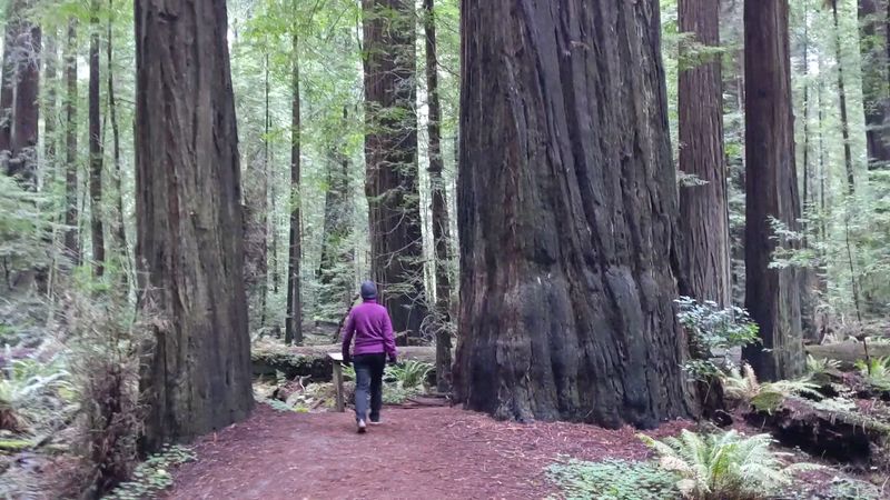 Founders Grove