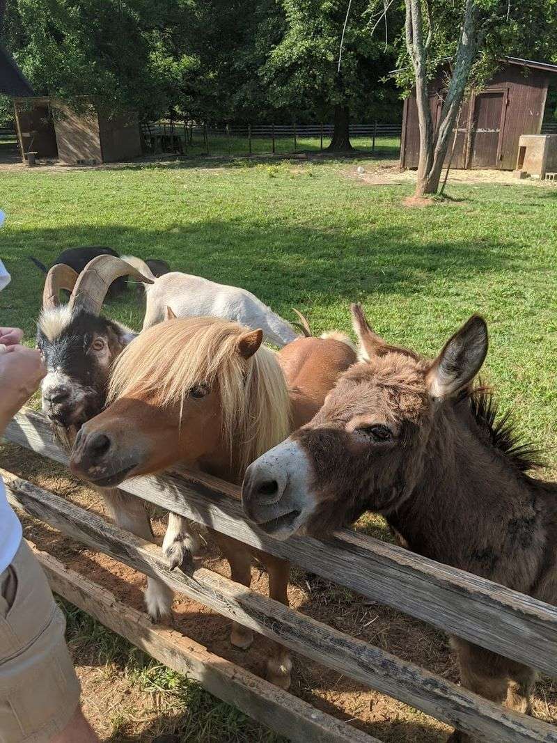 Petting Zoo And Farm Animals