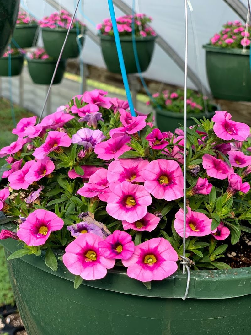 16 Garden Shops In Kentucky That Are Worth A Spring Road Trip - Decor Hint Bi-Water Farm & Greenhouse