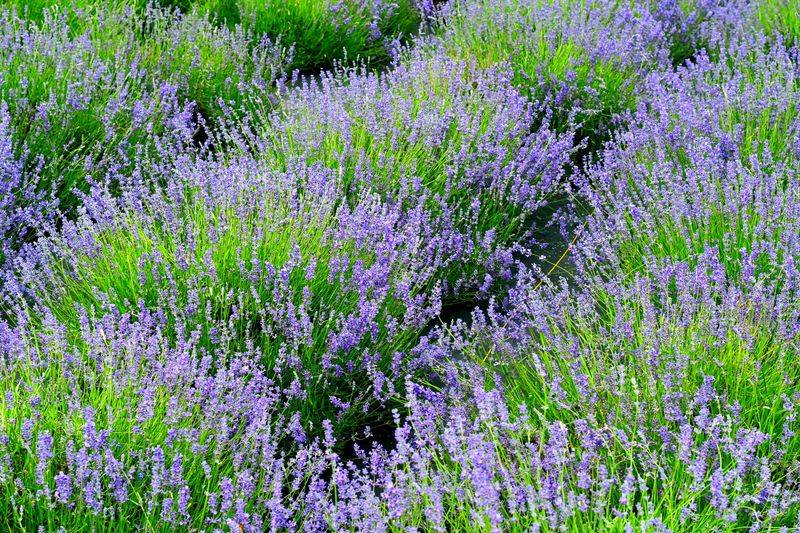 Why 2026 Is Your Year To Visit Kentucky's Lavender Bloom - Decor Hint Hands-On Lavender Wreath-Making Classes