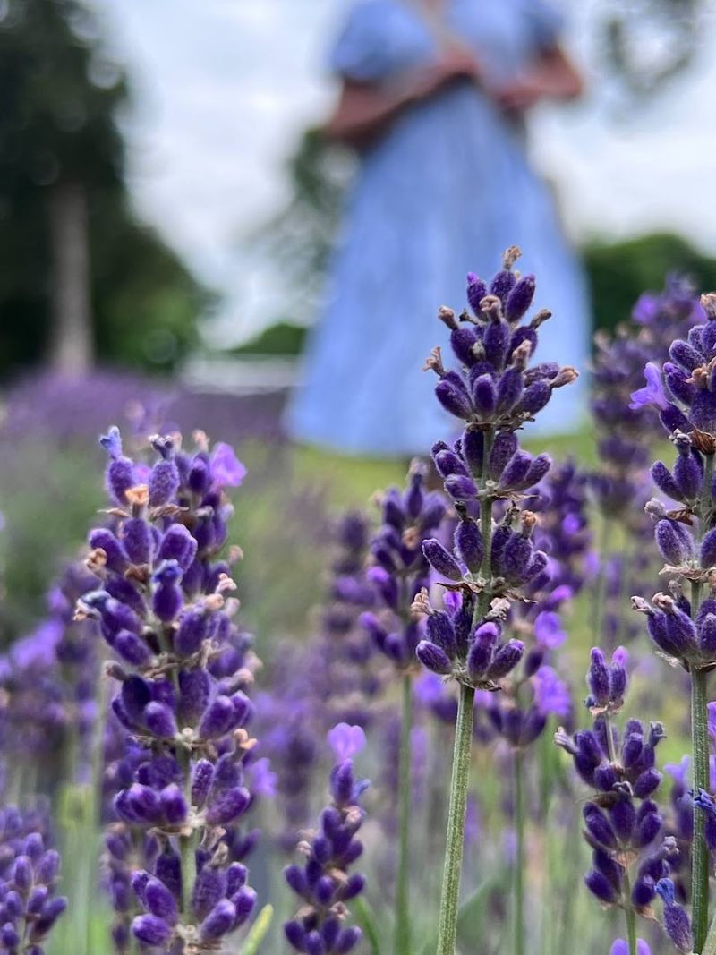 This North Carolina Lavender Farm Serves High Tea Beside The Blooming Fields - Decor Hint Blue Ridge Mountain Teas Served In A Farm Setting
