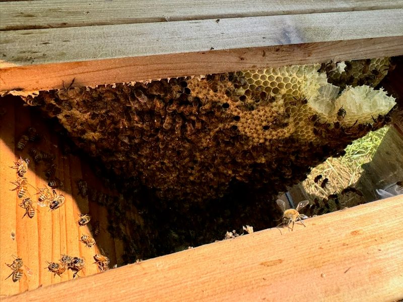 Beekeeping Education on the Farm