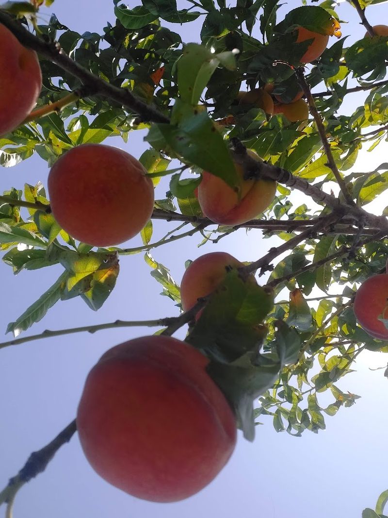 U-Pick Apples And Peaches Are A Fun Family Activity