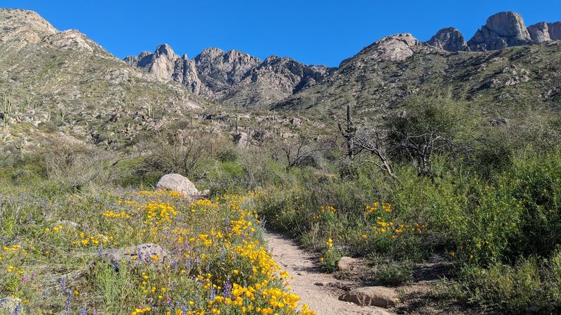 Catalina State Park