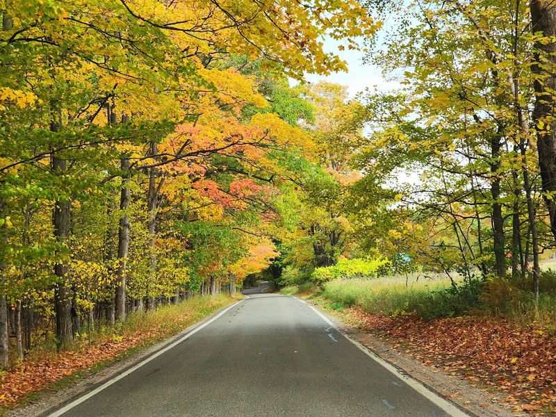 These Michigan Road Trips Are Packed With Scenic Views And Small-Town Charm - Decor Hint The Tunnel Of Trees On M-119