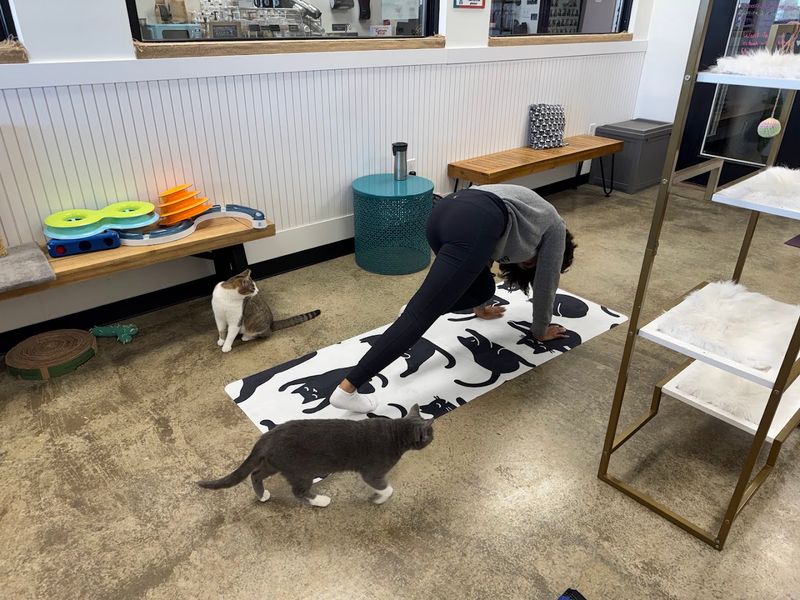 Yoga With Cats Events For A One-Of-A-Kind Morning