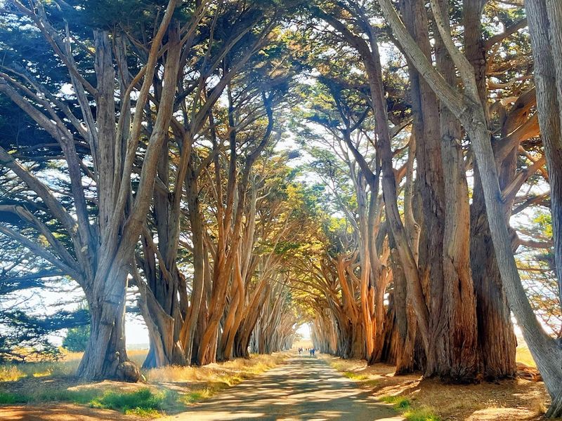 A Real Monterey Cypress Tunnel Worth Knowing About