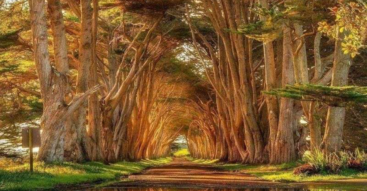 Many People Dont Know About This Gorgeous Half Mile Tree Tunnel Hiding In California - Decor Hint