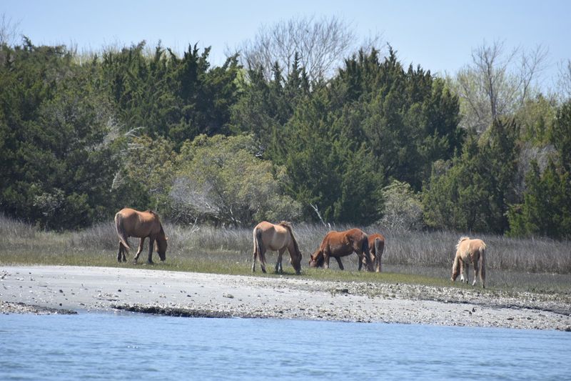 Wild Horses Make The Short Trail Feel Larger Than It Is