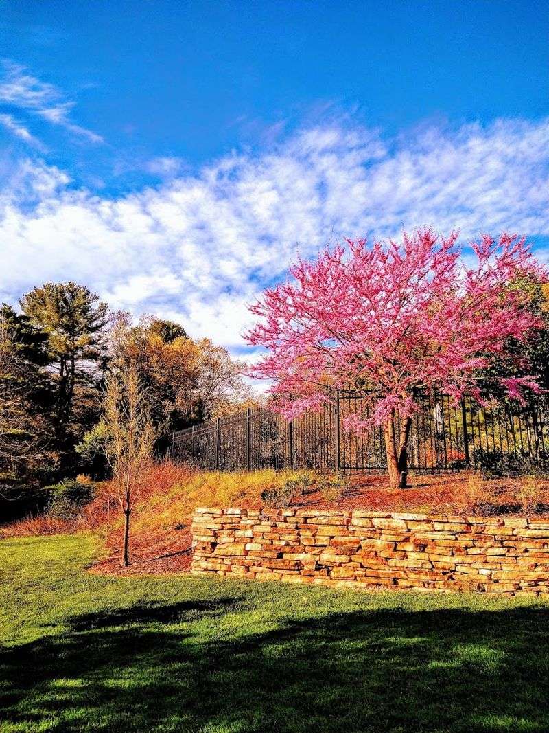 Visit In Spring And Summer For Full Blooms