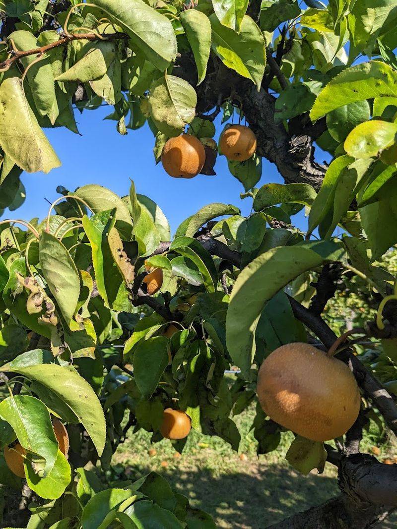 The Apple Picking Experience That Started It All