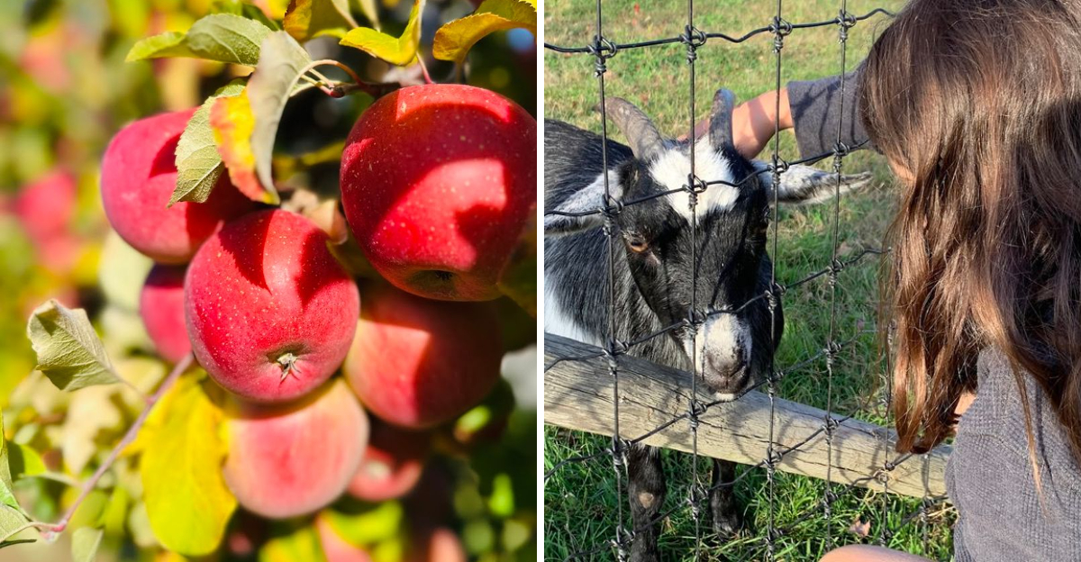 Massachusetts Orchards Where Apple Picking Comes With Incredible Farm - Decor Hint