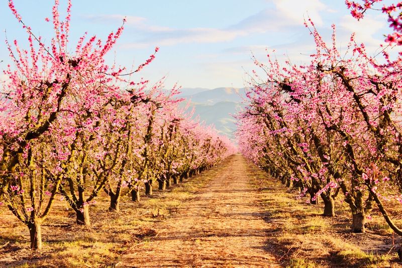 Fresno County Blossom Trail, Fresno County