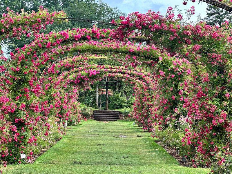 June - Elizabeth Park Rose Garden, West Hartford