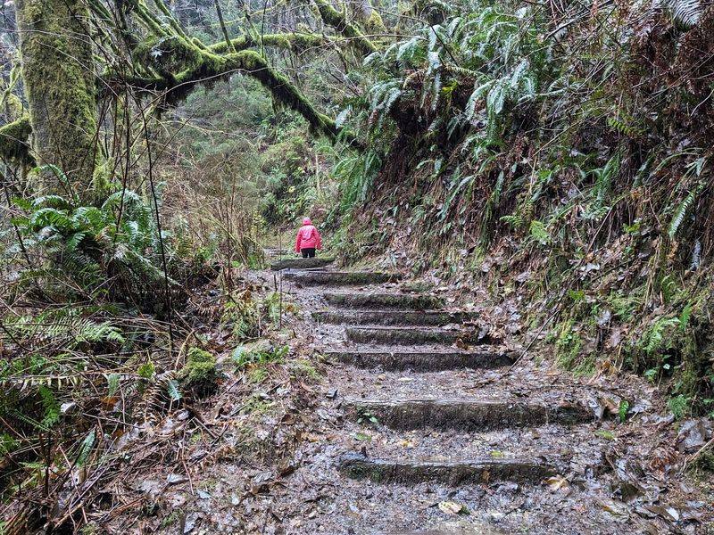 Fern Canyon Loop, Prairie Creek Redwoods State Park
