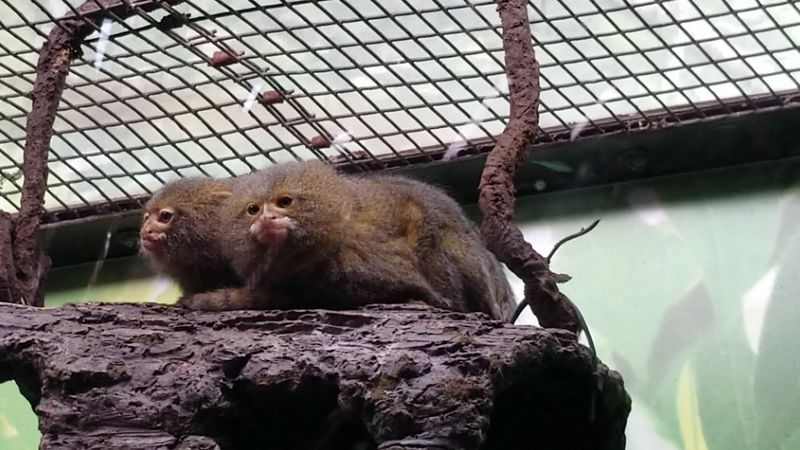 Spot Otters, Spider Monkeys, And Anteaters