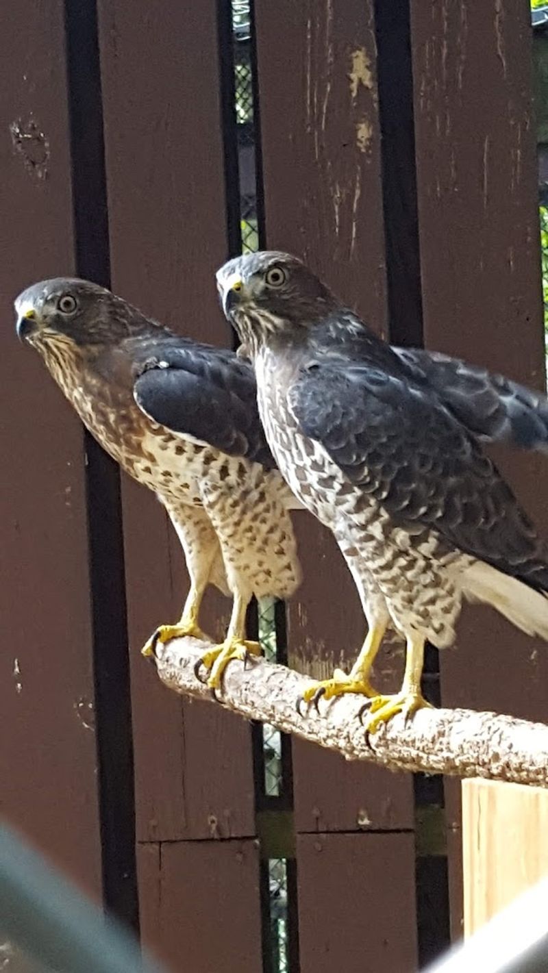 Hawks Up Close