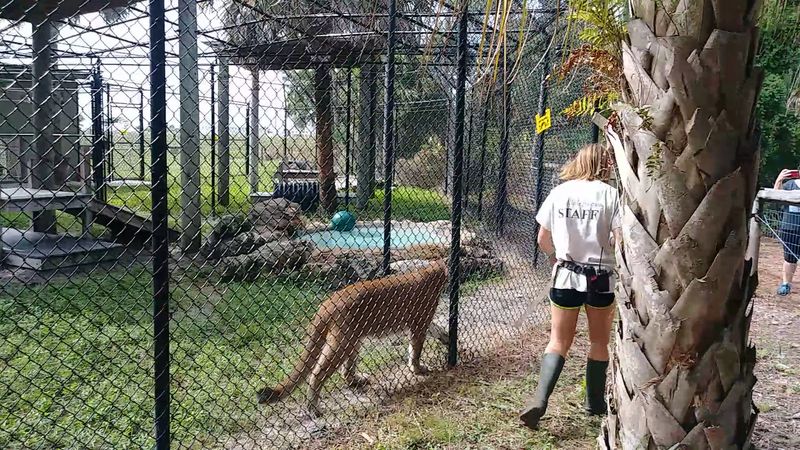 A Florida Animal Sanctuary Treats More Than 4,500 Injured Creatures Each Year And Visitors Are Welcome - Decor Hint Human Impact On Wildlife Is Front And Center Here