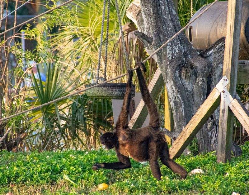 What The Monkeys Eat Every Single Day