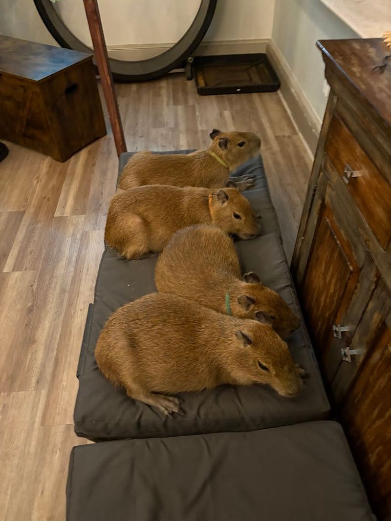 This Florida Cafe Lets You Spend Your Morning With Capybaras And Nobody Who Has Tried It Has Ever Complained - Decor Hint The Adult Capybara Room