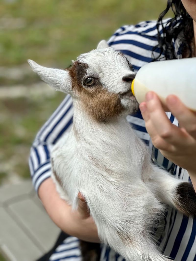 The Baby Goat Bottle Feeding Add-On