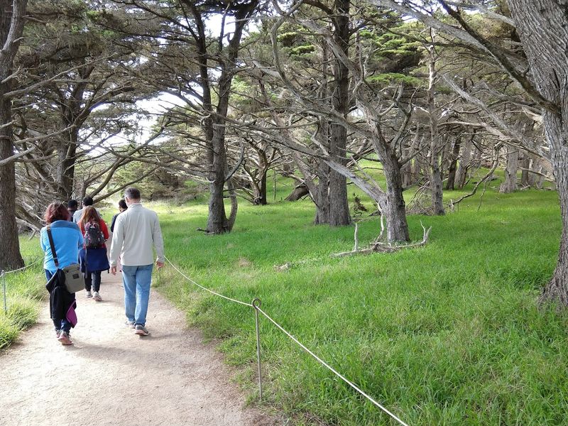 14 California Scenic Walks That Do Not Take Long But Still Deliver Big Views - Decor Hint Point Lobos Cypress Grove Trail, Carmel-by-the-Sea