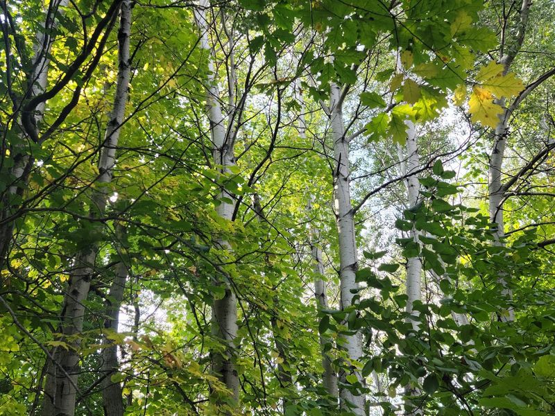 Osprey Point Trail