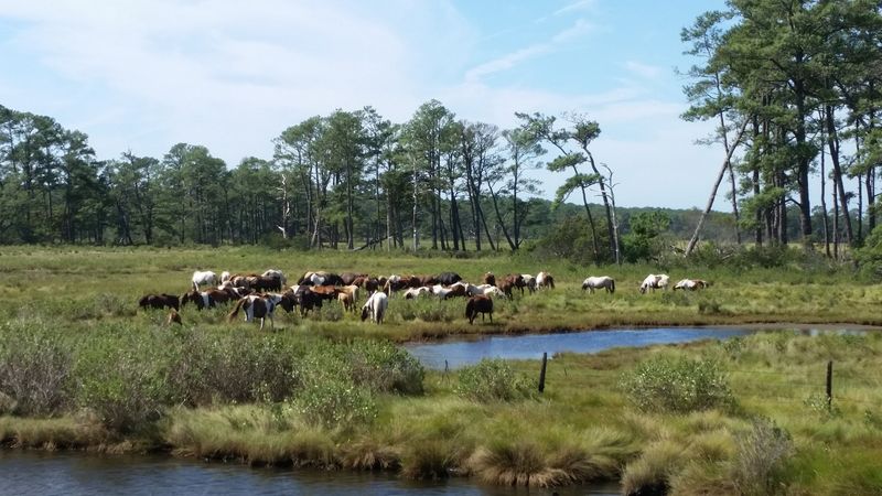 Chincoteague