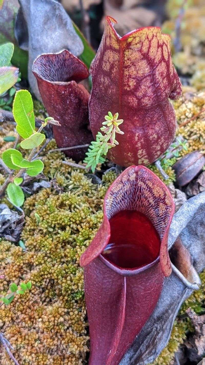 The Best Wildlife Experiences In Maine Are Hiding In These Stunning Locations - Decor Hint Quoddy Head State Park