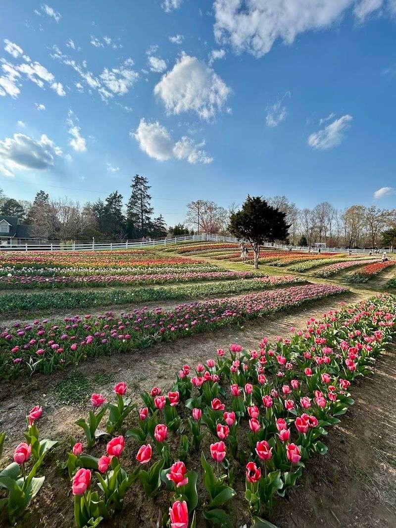 Fifty-Five Tulip Varieties Bring The Color
