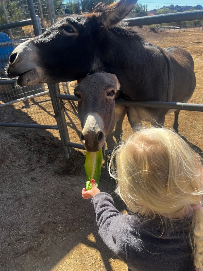 Farm Animals Offer The Most Interactive Moments