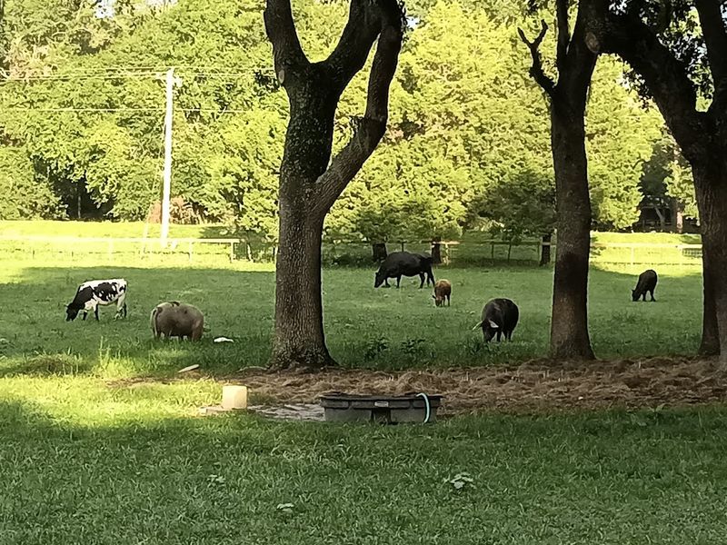 Why Visitors Keep Coming Back To Rooterville Animal Sanctuary