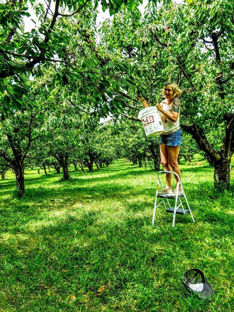 Fresh-Picked Fruit Without A Theme-Park Feel
