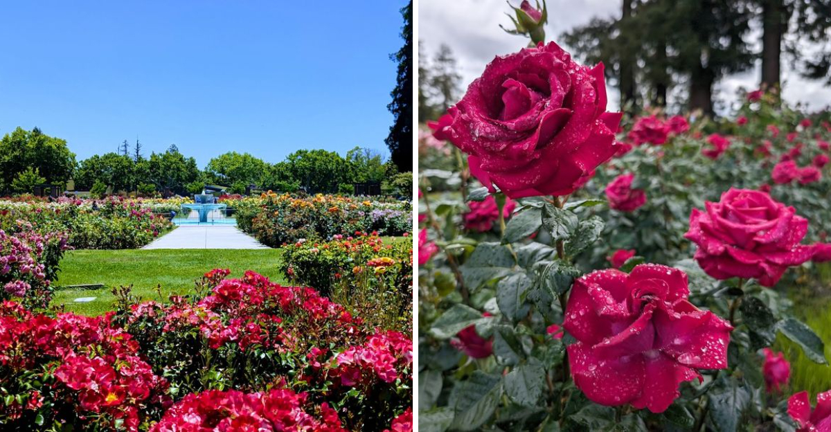 Most People Dont Know About This Beautiful 5.5 Acre Rose Garden In Northern California - Decor Hint