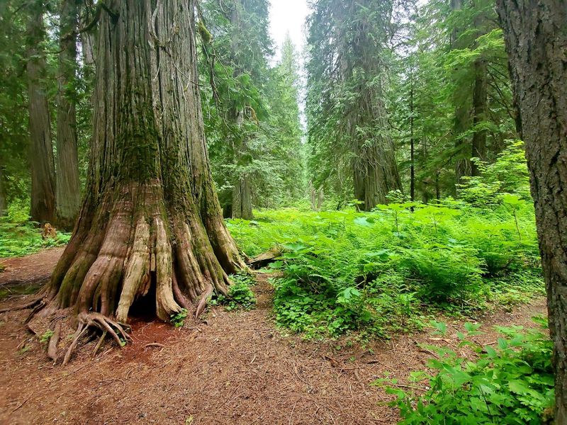 This Northern Idaho Mountain Is Known For Its Mysterious Stories And Hidden Secrets - Decor Hint Grizzly Bear Country Right Beneath The Treeline