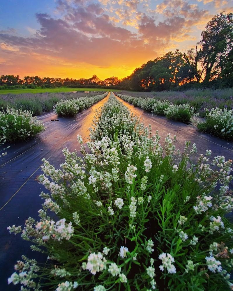 Why 2026 Is Your Year To Visit Kentucky's Lavender Bloom - Decor Hint Lavender Ice Cream Worth The Drive Alone
