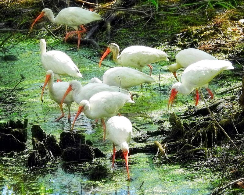 Corkscrew Swamp Sanctuary