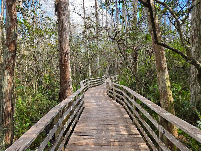 Audubon Corkscrew Swamp Sanctuary
