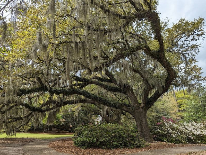 Airlie Gardens