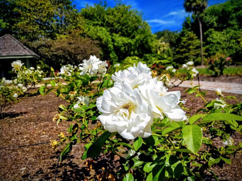 Harry P. Leu Gardens, Orlando