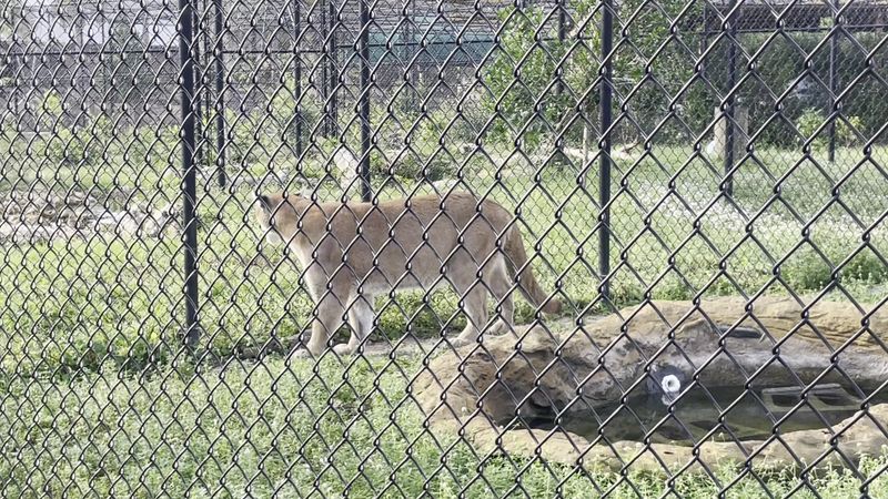 A Florida Animal Sanctuary Treats More Than 4,500 Injured Creatures Each Year And Visitors Are Welcome - Decor Hint Meet The Permanent Animal Residents Up Close