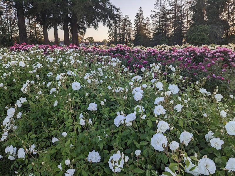 An Official Test Site For New Rose Varieties
