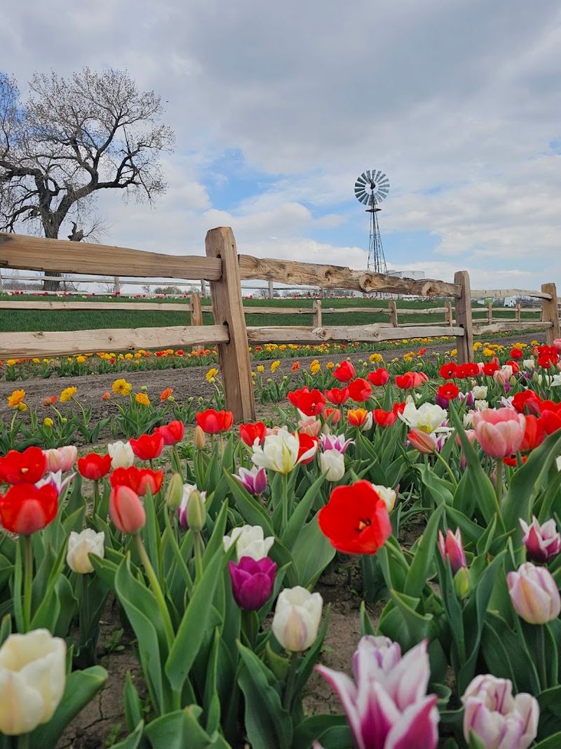 Tulips Make The Season Feel Brief And Special