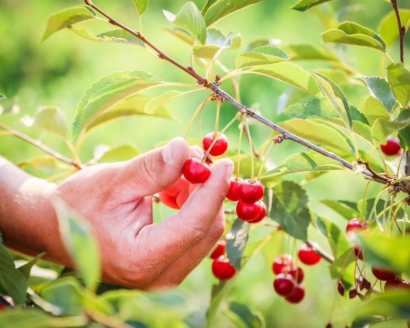 Tart Cherry Days And Farm Festivals
