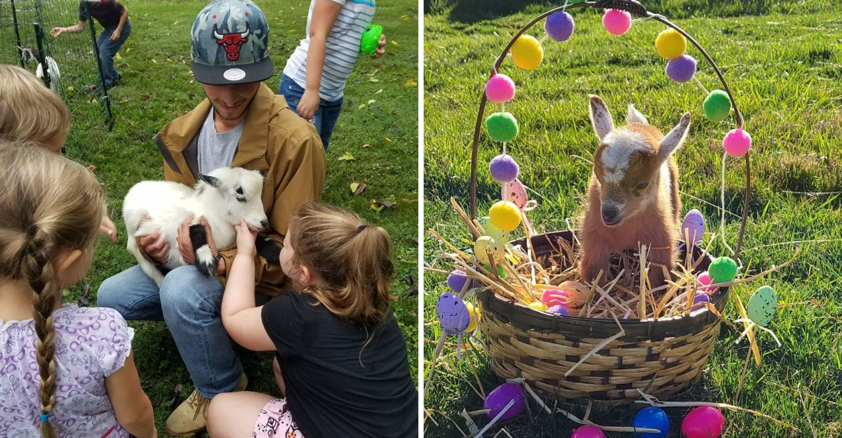 New Castles Kentucky Original Goat Yoga Offers Must Have One Time Moments That Change Perspectives Forever - Decor Hint