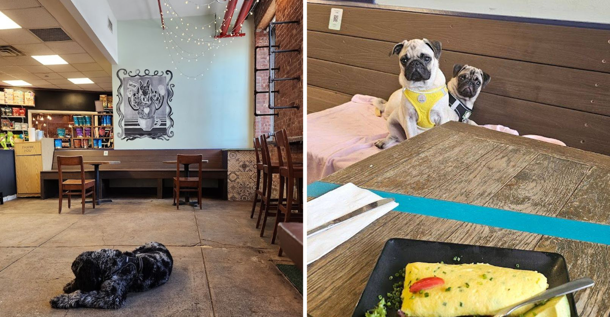 New York Has A Dog Hotel So Luxurious That Most People Wish They Could Check In Themselves - Decor Hint